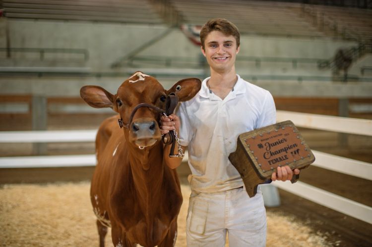 A young man in white holding a red and white heifer.