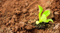 2015: International Year of Soils Cover