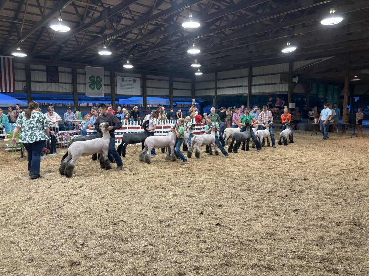 Sheep lined up in a ring being held by youth showman. A 4-H flag in the background.