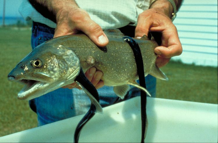 A researcher holds a Great Lakes lake trout that has two invasive sea lampreys attached to it.