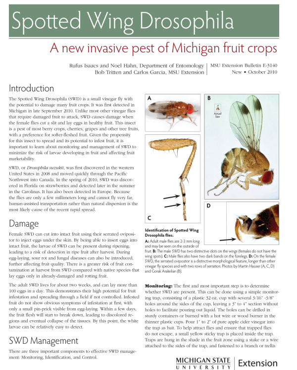 For decorative purposes