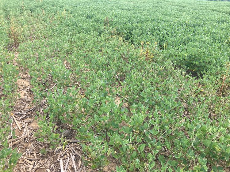 Stunted soybeans growing in a field.