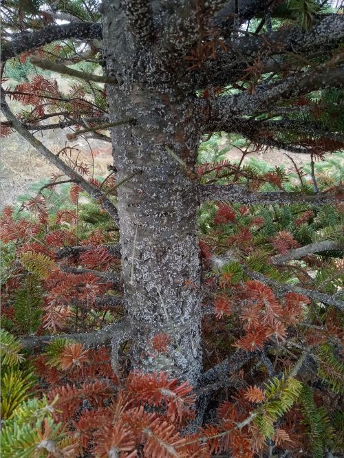 A Fraser fir tree exhibiting significant balsam woolly adelgid damage.