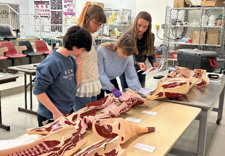 students analyze plastic models of meat cuts