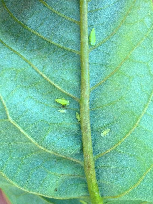 Immature potato leafhoppers along a mid-vein on the underside of a chestnut leaf. Photo: Mario Mandujano, MSU.