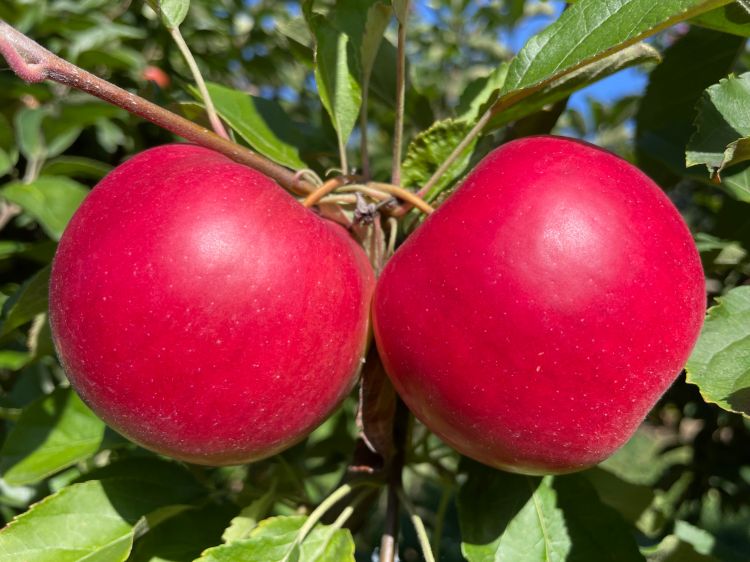 Two red apples hanging from a tree.