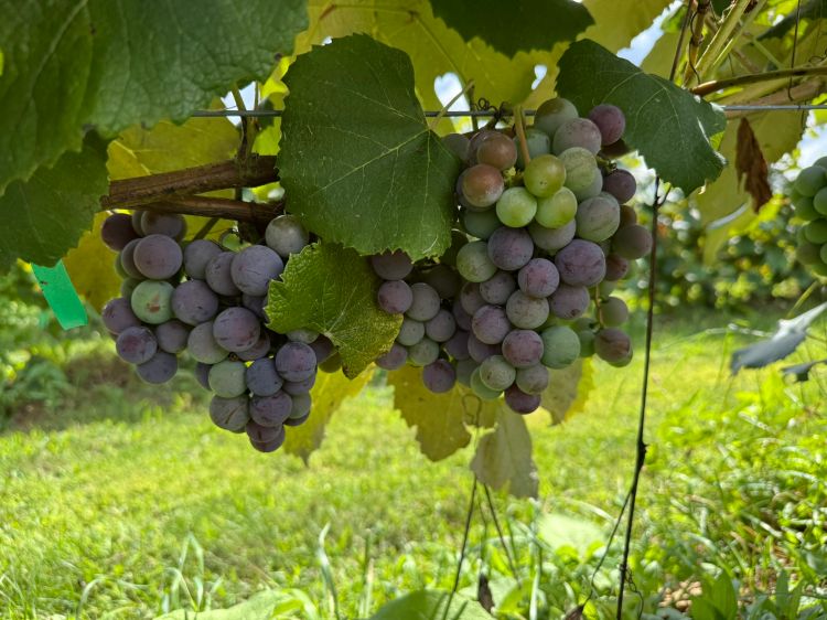 Concord grapes having from a vine ready to be harvested.