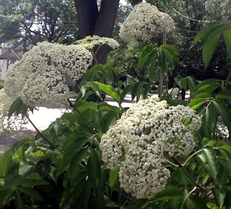 Native Elderflowers