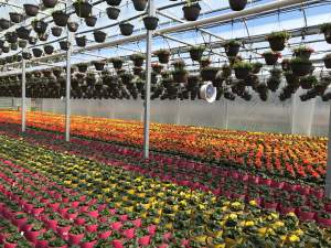 Registration for online greenhouse and horticultural lighting course now open