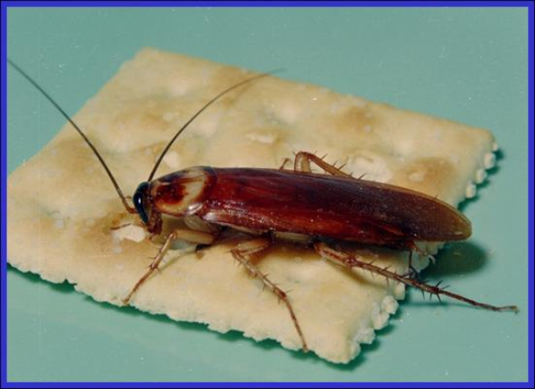 American Cockroach feeding on Saltine cracker