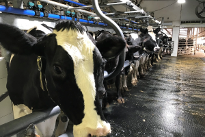 Dairy farm labor efficiency