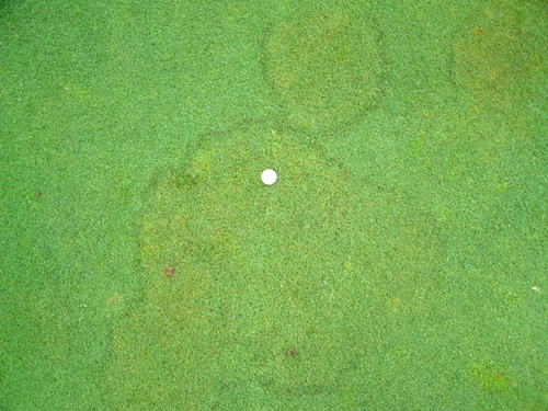  brown patch 7.jpg 
