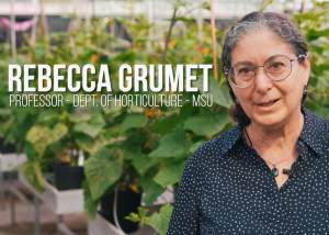 Dr. Rebecca Grumet Receives MI Vegetable Council Master Farmer Associate Award
