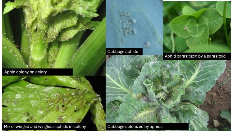 Collage showing several examples of aphids on vegetable crops. Large photos show dense aphid colonies feeding on celery stems and leaves, a close-up of a mixed colony of winged and wingless aphids, and a cabbage plant heavily infested with aphids causing curled, distorted leaves. Smaller photos show cabbage aphids clustered on the underside of a leaf and a tan, swollen aphid mummy that has been parasitized by a beneficial parasitoid wasp.