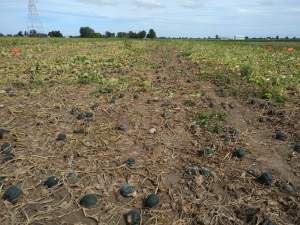 Insurance options for vegetable growers