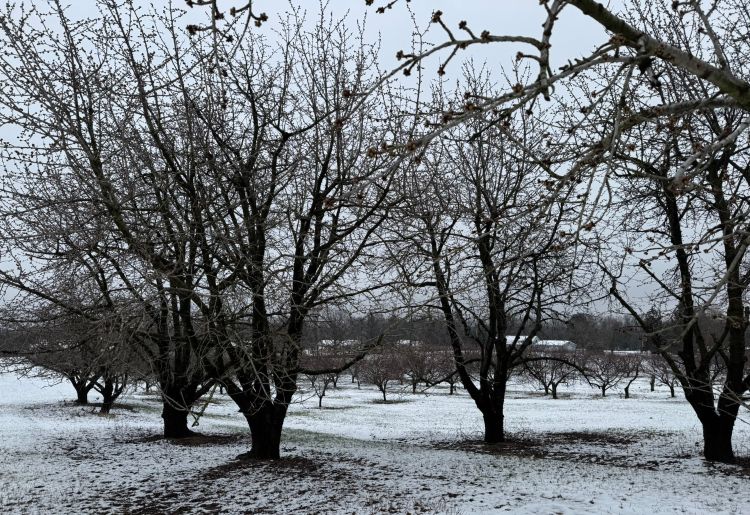 Cherry trees in an orchard covered in snow in April.