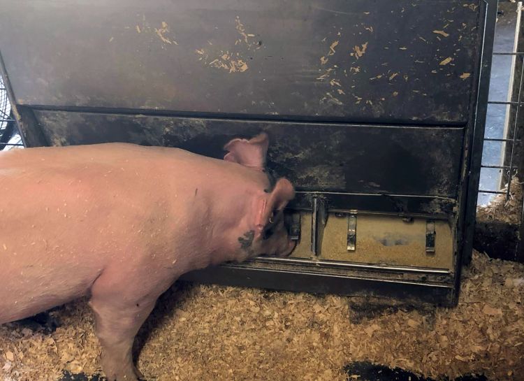 A pig eating feed out of a feeder.