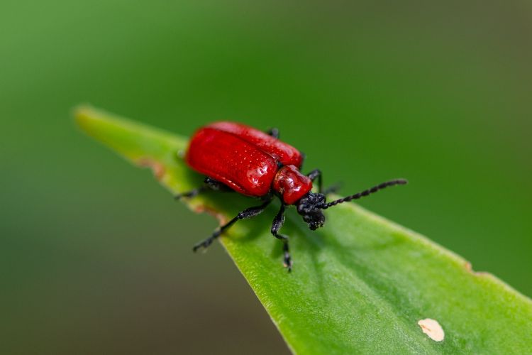 scarlet lily beetle