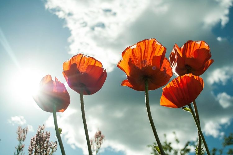 A field of poppy flowers in the sun.