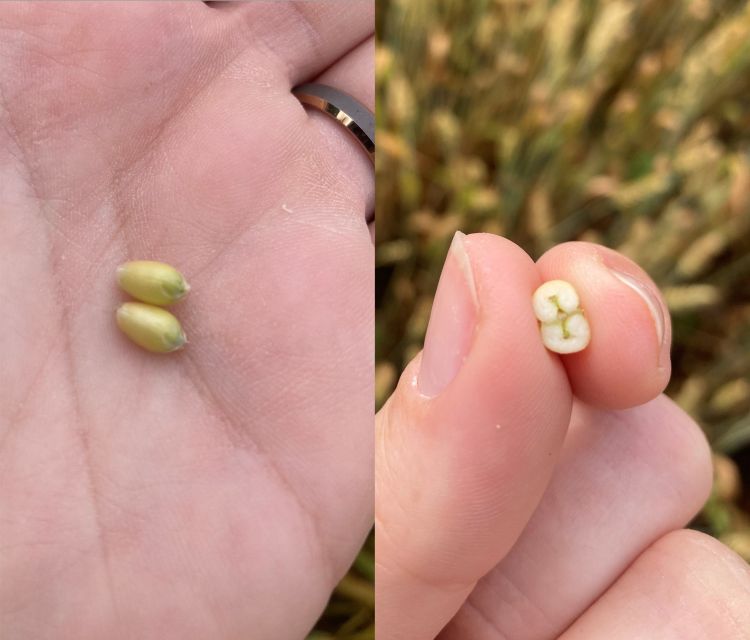 A hand holding wheat kernels.