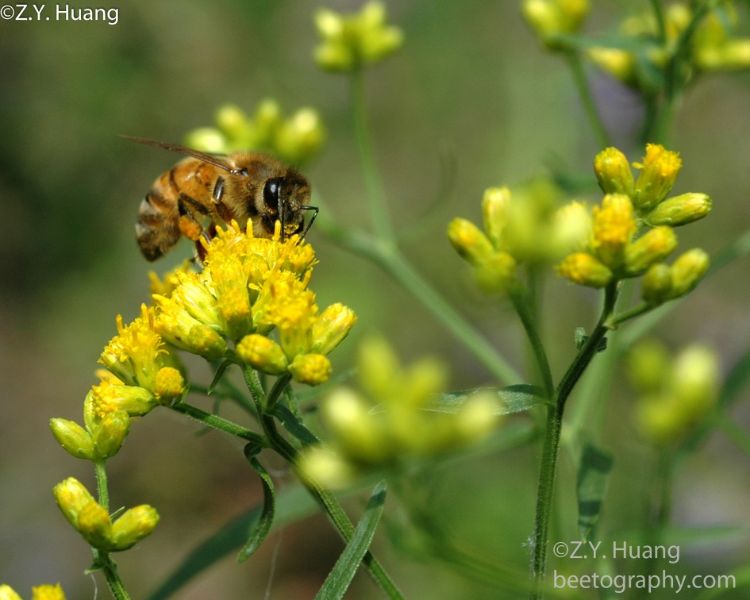 A honey bee on goldenrod.