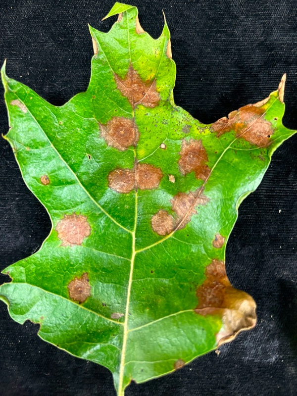 Tubakia leaf spot on Northern red oak leaves.