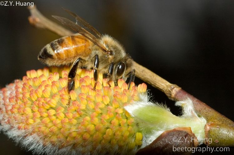 A closeup of a honey bee on a pussy willow flower.