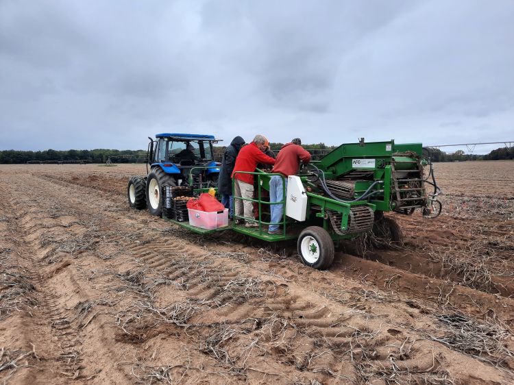 Potatoes being harvested.