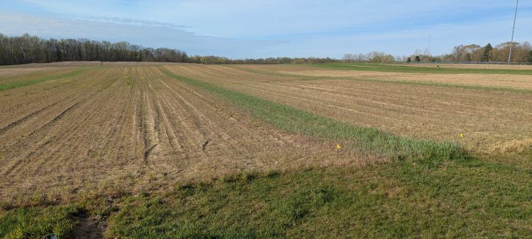 An open field with rye strips, ready for crops to be planted.