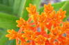 Butterfly weed