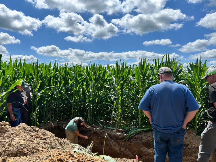 A woman standing in a soil pit observing the sides of the hole and the soil. The soil pit is next to a corn field and several farmers are standing around the pit watching.
