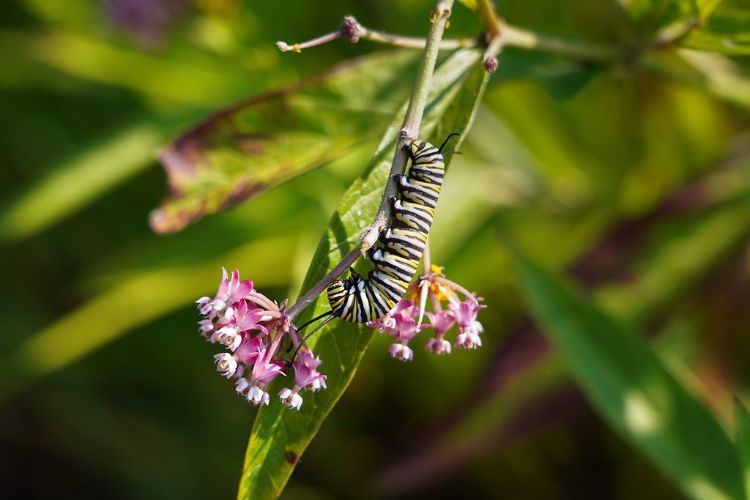 Monarch caterpillar on Milkweed plant.