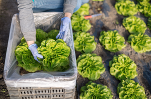 Assisting produce growers in complying with farm food safety laws