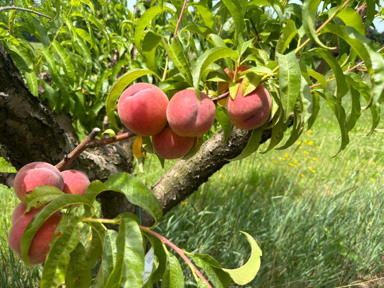 A cluster of peaches beginning to ripen.