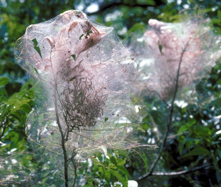 Fall webworm. Photo by G. Keith Douce, University of Georgia, Bugwood.org