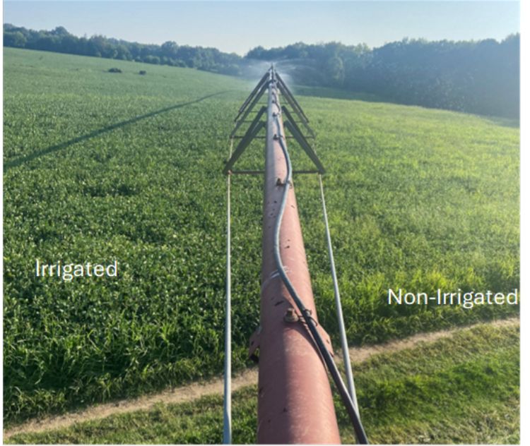 A field of crops with an irrigator in the center. The abundant grass and weeds in the right-hand side of the photo where the pivot cannot reach shows the difference that irrigation can make on weed control.
