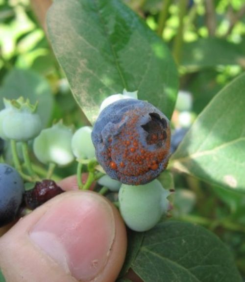 A close-up photo of a blueberry.