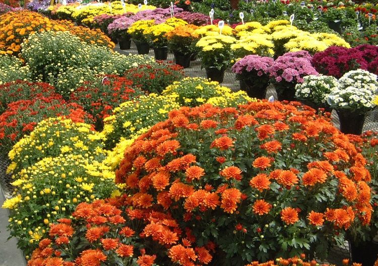 Chrysanthemums in flower at desired heights for their container sizes.