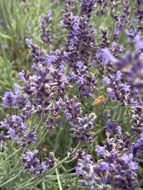 For decorative purposes.