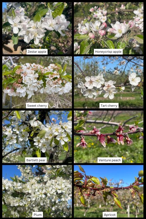 Apple, pear, cherry, peach and apricot in west central Michigan on May 12.