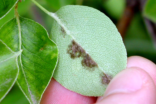  Pinpoint spots enlarge and become velvety brown to olive green with indistinct margins. 