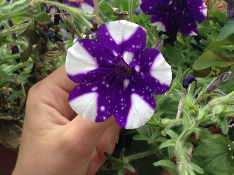 All photos: Norm Lownds, MSU