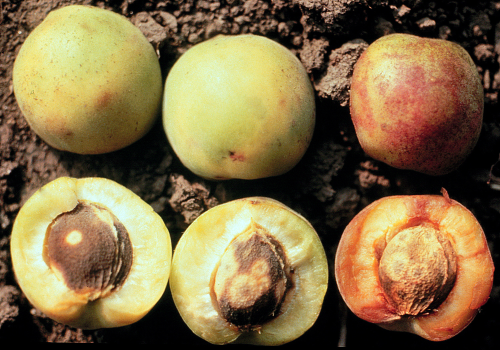  Peaches with yellow rings on the pits. 