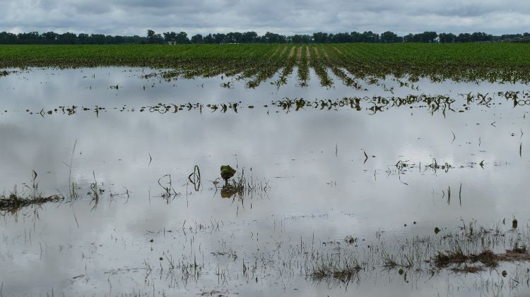 Flooded corn field.