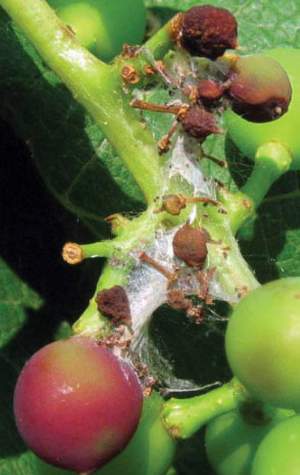 MSU vineyard IPM scouting report – July 31, 2019