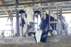 HPAI dairy herd infection case report