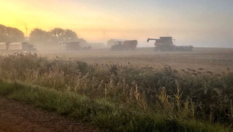 Combines in a corn field harvesting corn.