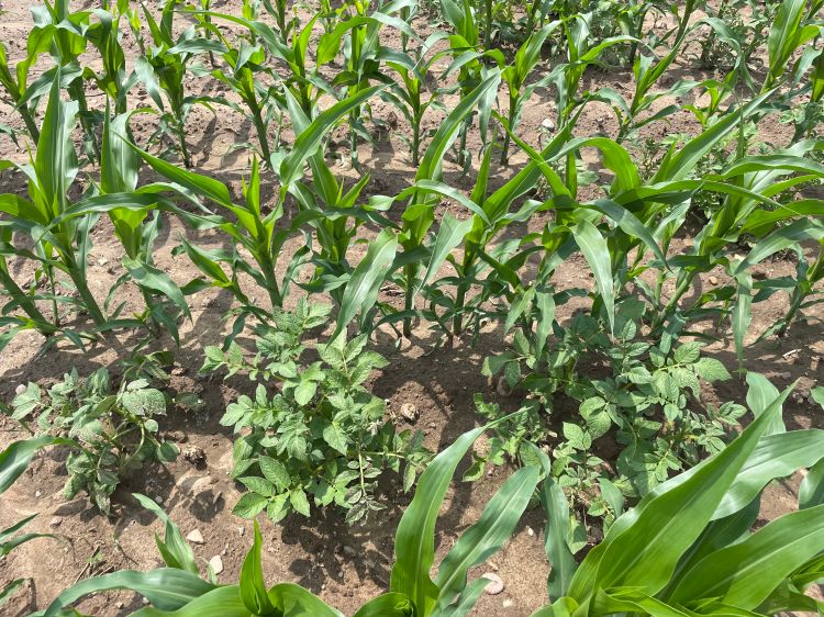 Volunteer potatoes growing in a corn field.