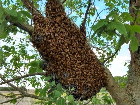 Honey bee swarm on a tree branch.