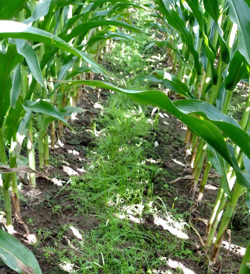 Annual rye and hairy vetch cover crops interseeded in the spring in standing corn.
